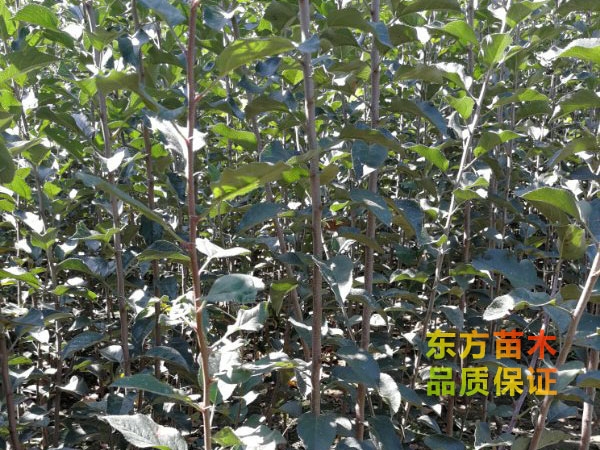 蘋(píng)果樹(shù)苗栽植中的注意事項(xiàng)